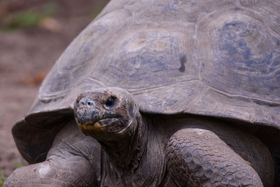 Close-up of a turtle