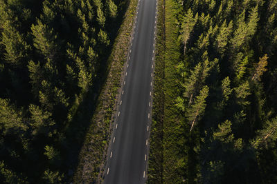 Country road going through forest