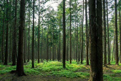 View of trees in forest