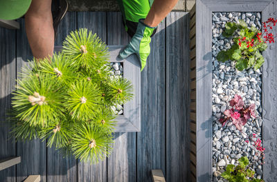 Cropped hand holding potted plant