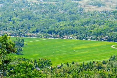 High angle view of trees on field