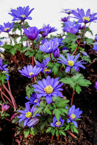 Close-up of purple flowers blooming outdoors