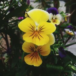 Close-up of yellow flower