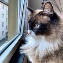 Close-up of a cat looking away