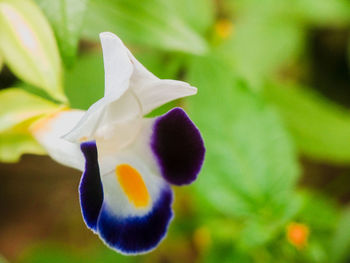 Close-up of white flower against blurred background