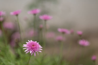 Close-up of pink flowering plant on field