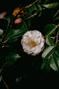 Close-up of white rose