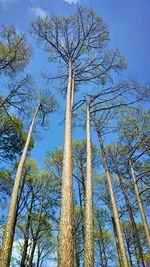 Low angle view of trees against sky