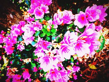 Close-up of pink flowers in park