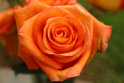 Close-up of rose