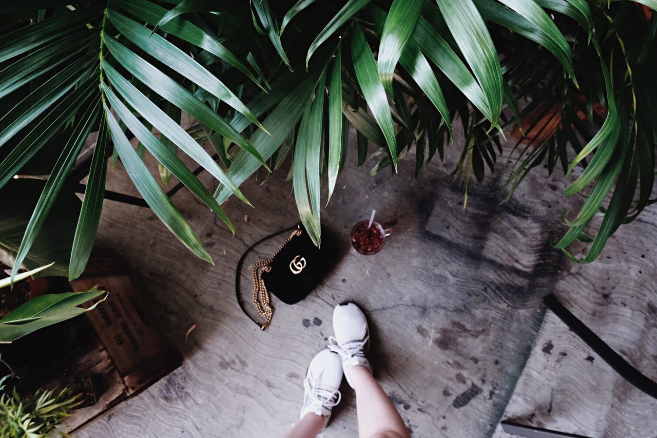 real people, one person, plant, high angle view, leaf, growth, human body part, plant part, lifestyles, green color, potted plant, day, holding, nature, women, adult, leisure activity, standing, outdoors