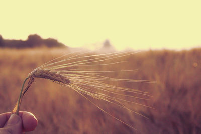 Close-up of hand holding crop on field against sky