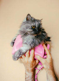 Lovely persian cat inside a pink bag