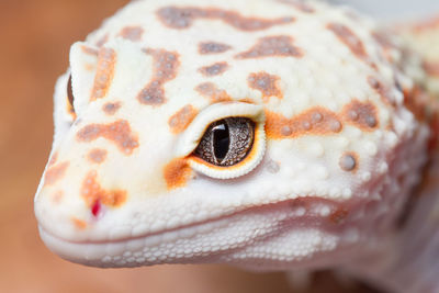 Close-up of a lizard