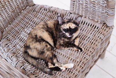 Portrait of cat in basket