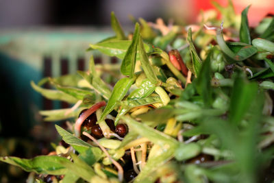 Close-up of chili peppers plant