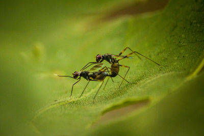 Close-up of ant on leaf