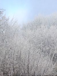 View of trees on snow covered landscape