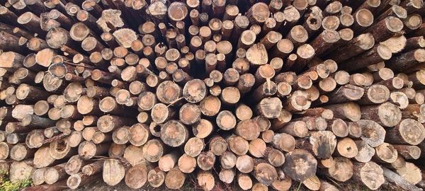 Full frame shot of logs in forest