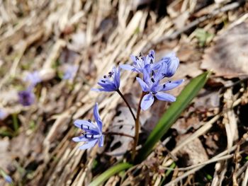 Close-up of purple crocus flowers on field