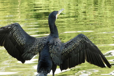 Bird flying over lake