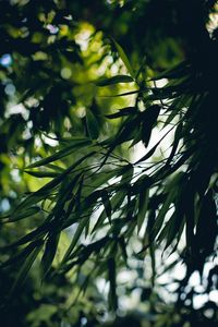 Low angle view of tree