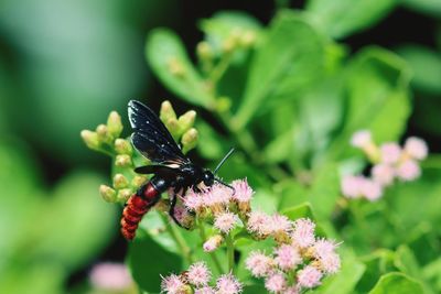 Close-up of insect on flower