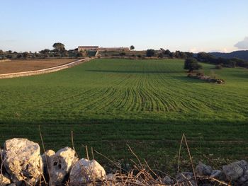 Scenic view of agricultural field against clear sky