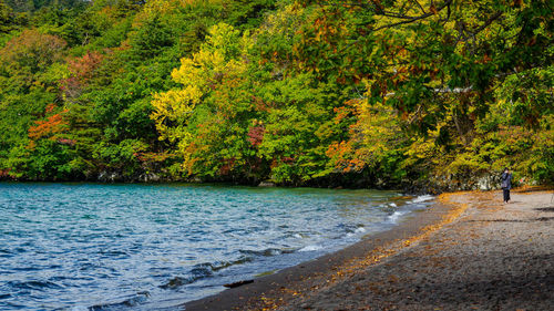 Scenic view of forest by sea