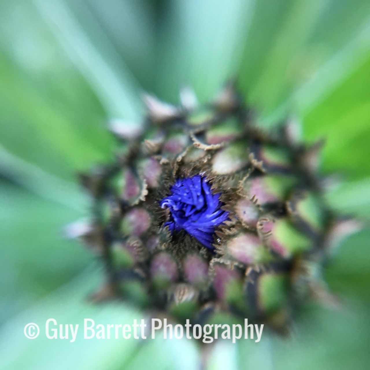 CLOSE-UP OF INSECT ON FLOWER