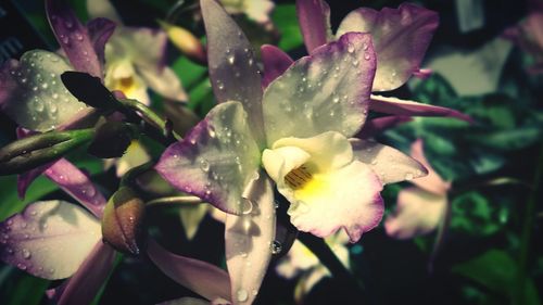 Close-up of pink flowers blooming in pond