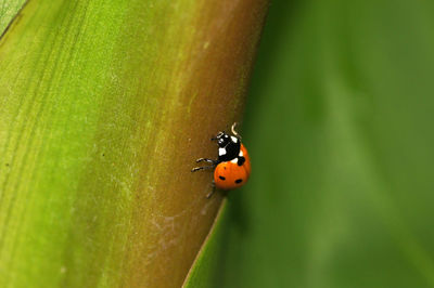 ladybug