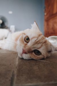 Close-up portrait of a cat