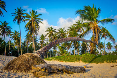 Palm trees on beach against sky