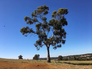 Low angle view of tree against clear sky