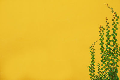 Close-up of yellow flowering plant against clear sky