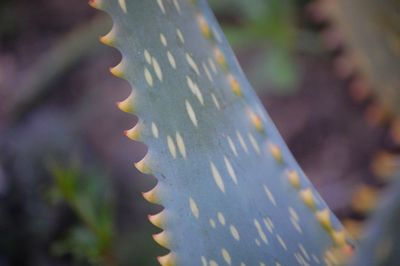 Close-up of leaf