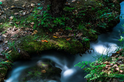 Plants growing on rocks in forest