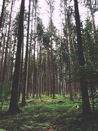 Trees in forest