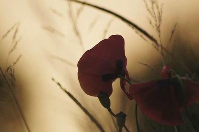 Close-up of flowers