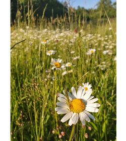 Close-up of white daisy on field