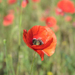 Close-up of red poppy flower