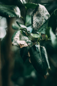 Close-up of water on plant