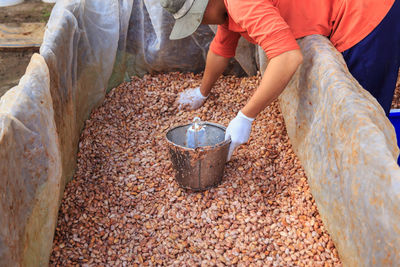 High angle view of man filling bucket with cacao seeds