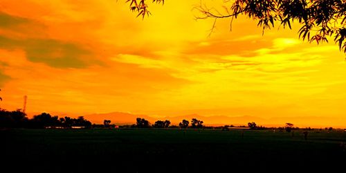 Silhouette trees on field against orange sky