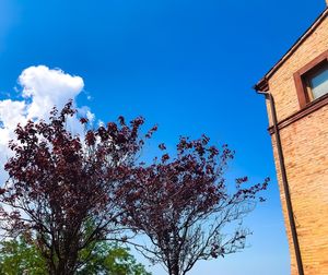 Low angle view of trees and building against blue sky