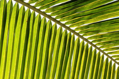 Full frame shot of palm leaves