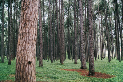 Trees in forest