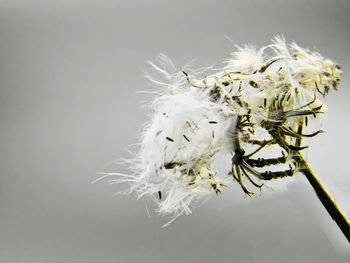 Close-up of white flowers