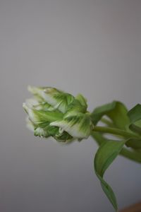 Close-up of green plant against white background